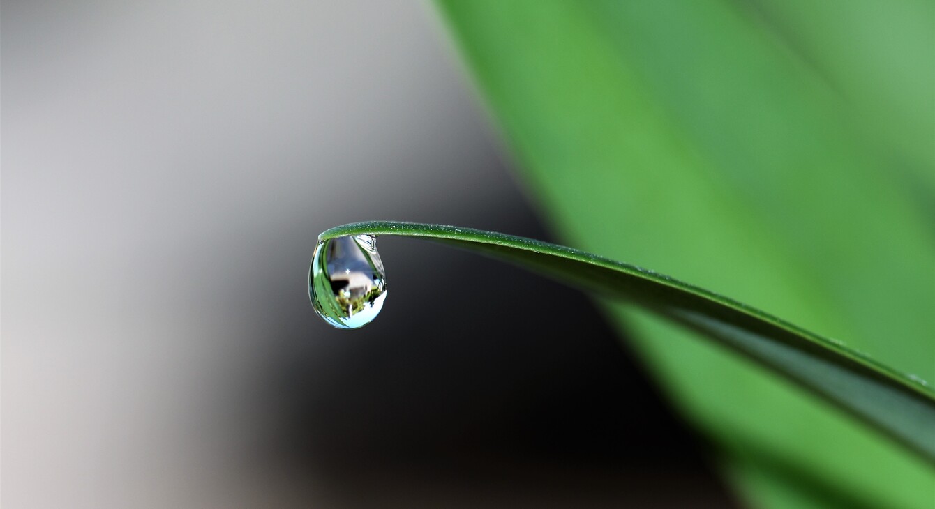 Goutte