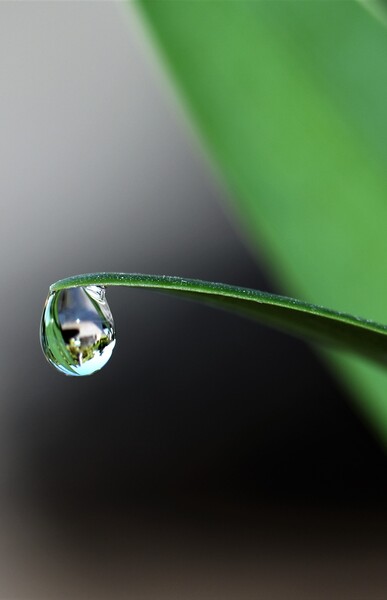 Goutte