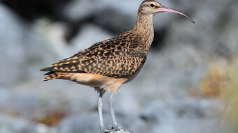image d'un oiseau