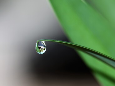 Goutte
